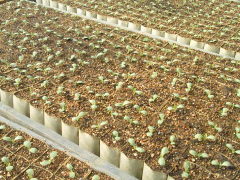 レタス播種　ペーパーポット