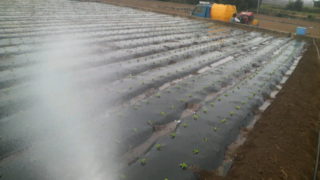 恵の雨　使用マルチは！？